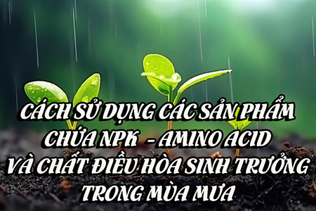 Cách sử dụng các sản phẩm chứa NPK  - Amino acid và chất điều hòa sinh trưởng trong mùa mưa